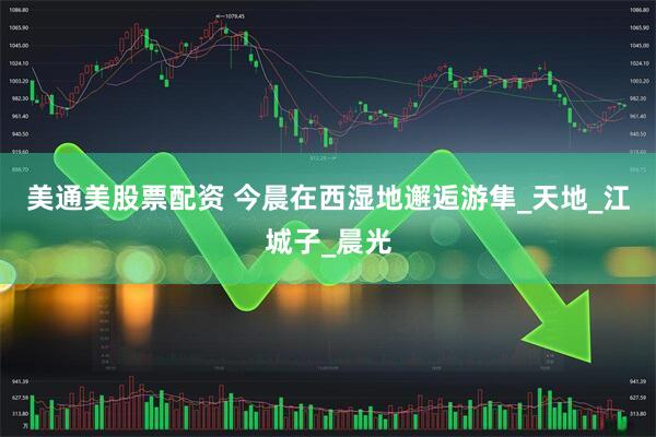 美通美股票配资 今晨在西湿地邂逅游隼_天地_江城子_晨光